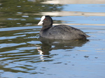 FZ025284 Coot (Fulica atra).jpg